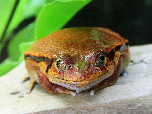 動物図鑑、サビトマトガエル